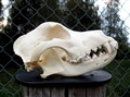Berner sennen 20,5 cm alla tänder.jpg
