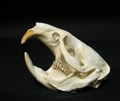 Bisamråttakranium  6 cm.jpg
