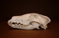 Borzoi-Russian Hunting Sighthound.jpg