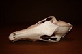 Borzoi-Russian Hunting Sighthound ovan.jpg