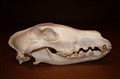 Borzoi-Russian Hunting Sighthound sidan.jpg
