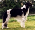 Borzoi hundbild.jpg