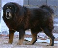 Caucasian Shepdog live.jpg