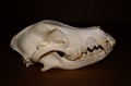 Chesapeake Bay Retriever.jpg