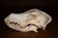 Chesapeake Bay Retriever igen.jpg