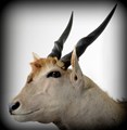 Eland närbild.jpg