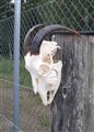 G1 kranium 24 cm horn 27,26.jpg