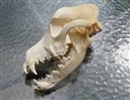 Golden Retriver mot höger igen.jpg