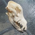 Golden Retriver mot vänster.jpg