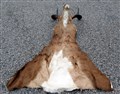 Impala set tanat skinn med horn på pannben.jpg