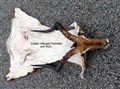 Impala set vrängda öron &   benslut som sig ska.jpg