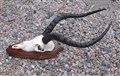 impalahorn p sköld höger.jpg