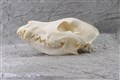 Irländsk setter 12 år hanhund höger.jpg