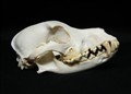 Parson Russe terrier tik.jpg
