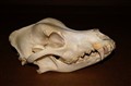 Pyrenean Mountain Dog sidan.jpg
