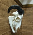 Ram 351223636774 25cm horn ytterkurva.jpg