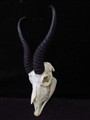 Springbok 0080.jpg