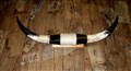 TX-horn 7793 L 121cm,R94cm nit fram.jpg