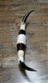 TX-horn L 121cm,R94cm nitar.jpg