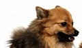 Tysk spets live.jpg