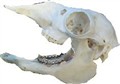 alpackadjur.jpg