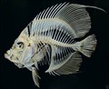 angel fish.jpg