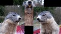 apmurmeldjur närbilder tänder.jpg