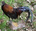 bantam.jpg