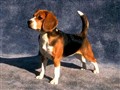 beagle vacker.jpg