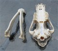belgisk Vallhund delad.jpg