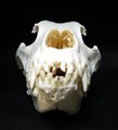 belgisk vallhund fram.jpg