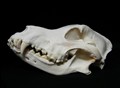 belgisk vallhund sidan.jpg