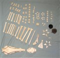 bendelar set.jpg