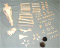 bendelar set vildsvin rådjur etc.jpg