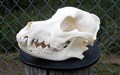 berner sennen andra sidan 20,5 cm.jpg