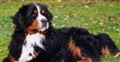 berner.jpg