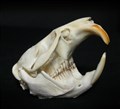 bisamråtta kranium 6 cm fin.jpg