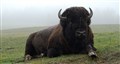 bison buffaelliveliggandees.jpg