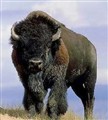bison huvud levande.jpg
