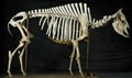 bison skelett.jpg
