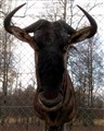 blå gnu 3 fram.jpg