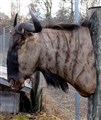 blå gnu 3 höger.jpg