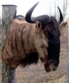 blå gnu 3 ljus H69 x D 74 x B58.jpg