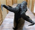 blågnu 4 kanonfin april20164200274 horn bak.jpg