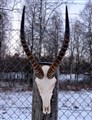 bläsbock 0111 fram.jpg