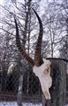 bläsbock 0111 högersida.jpg