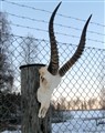 bläsbock 0111 vä.jpg