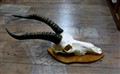 bläsbock på kraftig träsköld fram 9171H65cm.jpg