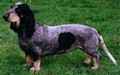 blue basset.jpg