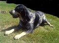 bluetick coonhund.jpg